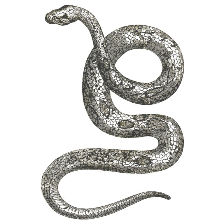 Grey Snake - ArtWear Tattoo