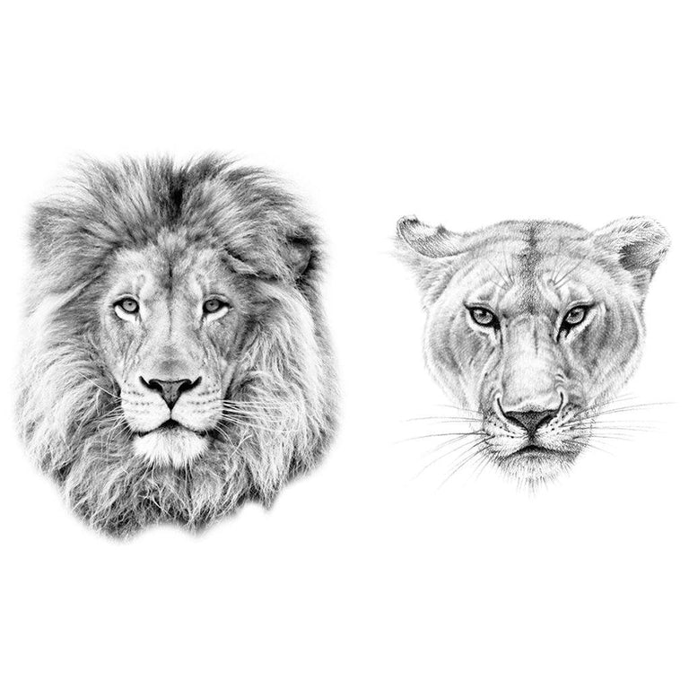 female lion face tattoo drawing